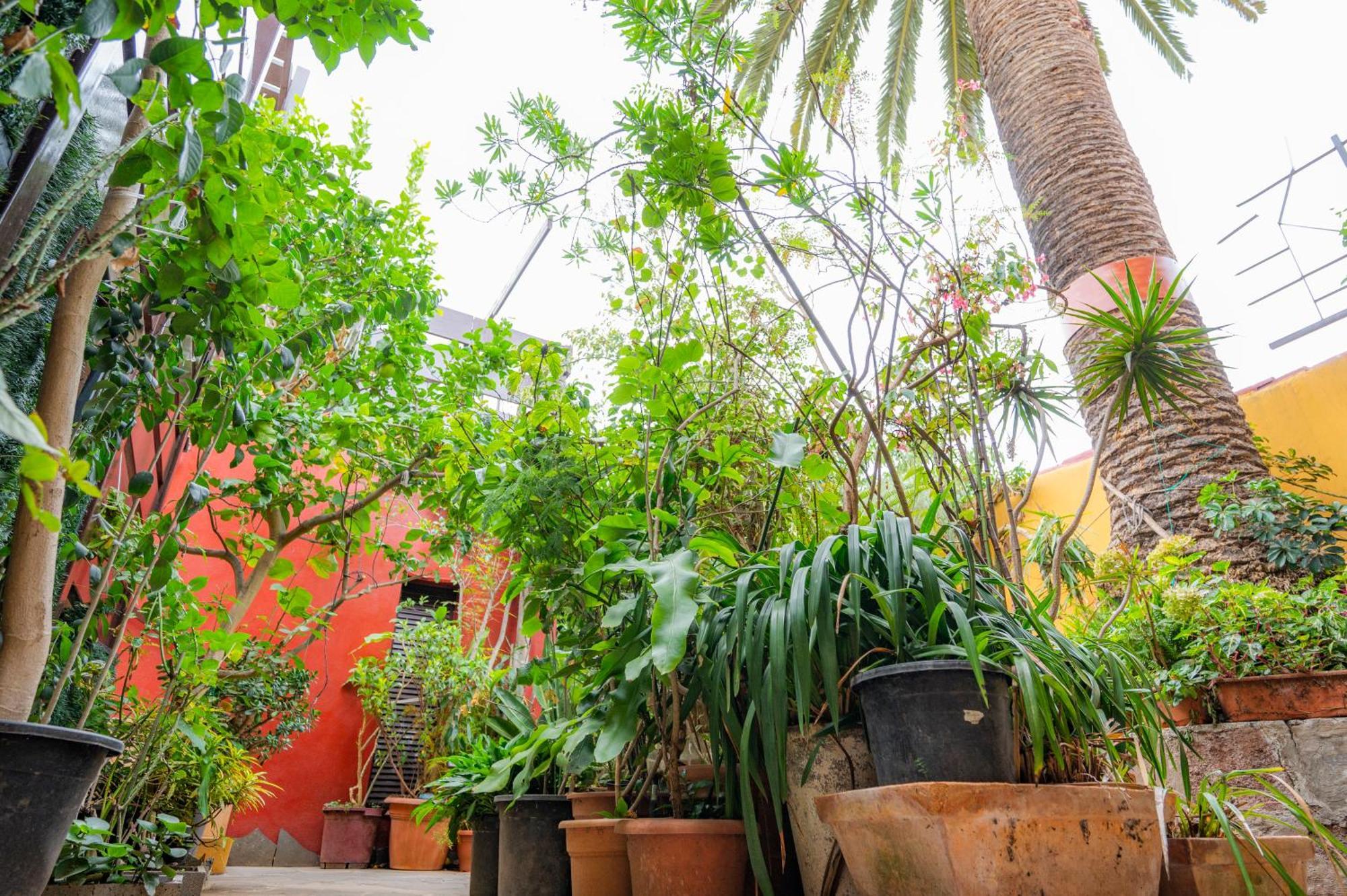Gasthaus La Asomada Del Gato San Cristóbal de La Laguna Exterior foto