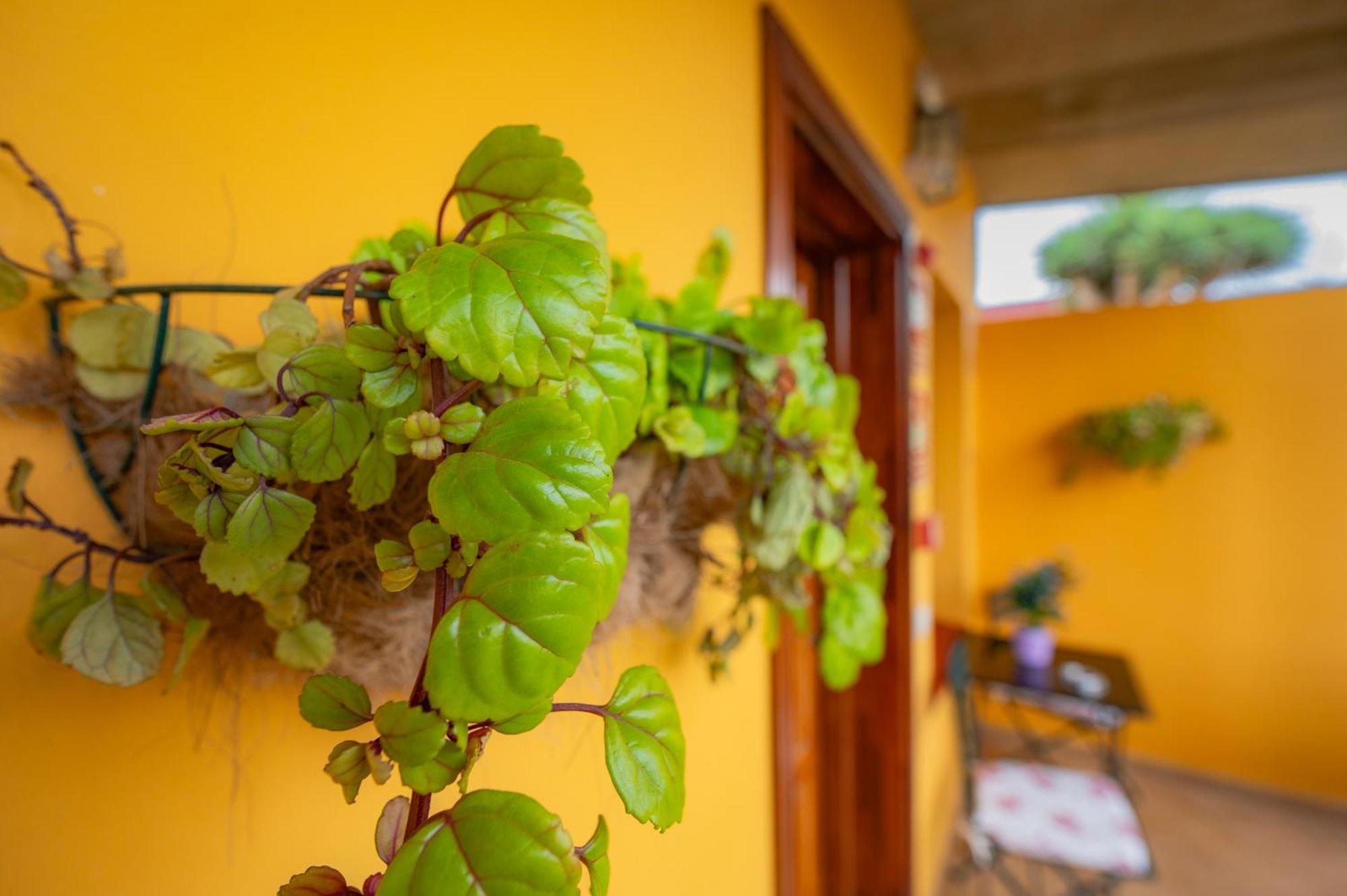 Gasthaus La Asomada Del Gato San Cristóbal de La Laguna Exterior foto